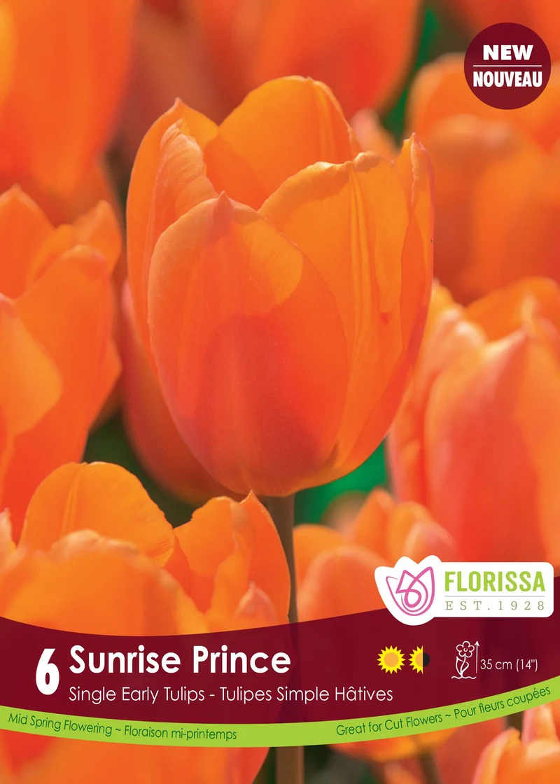 Tulipe Sunrise Prince ( Tulipa )