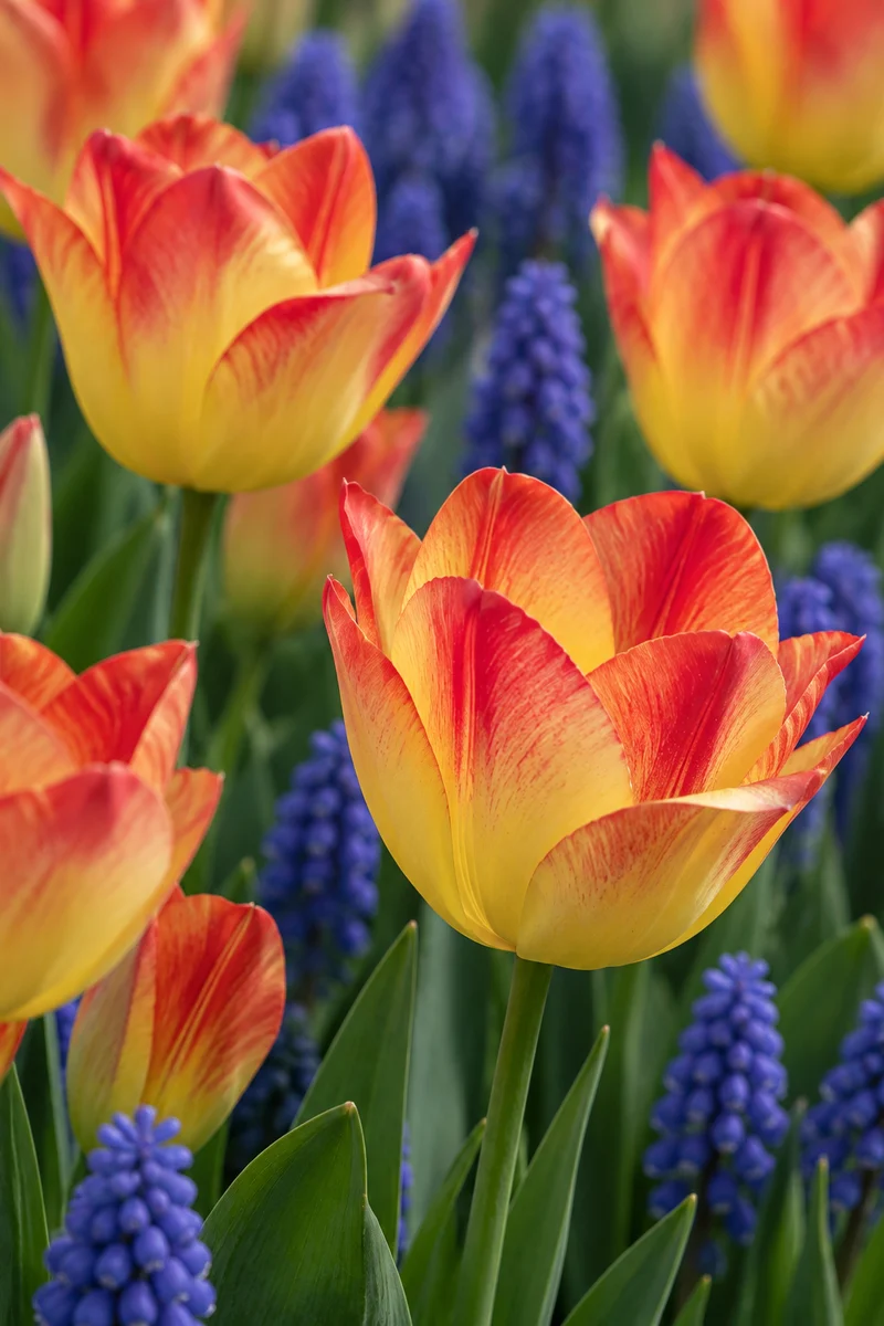 Tulipe Suncatcher ( Tulipa )