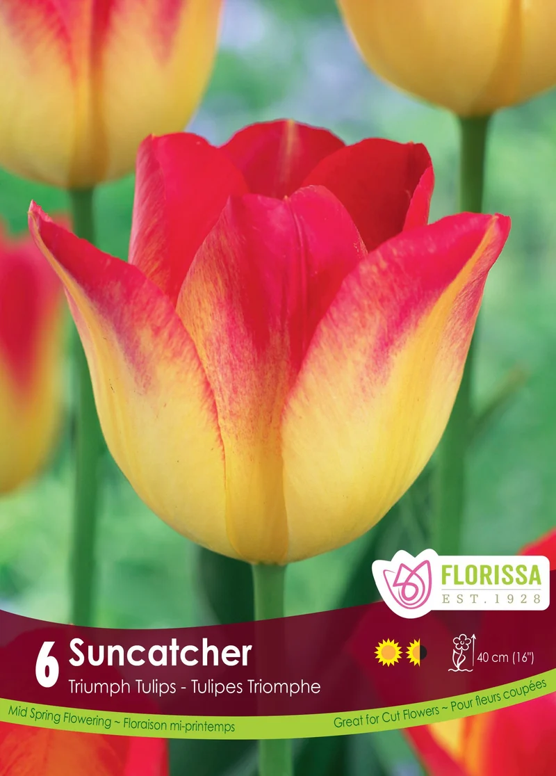 Tulipe Suncatcher ( Tulipa )