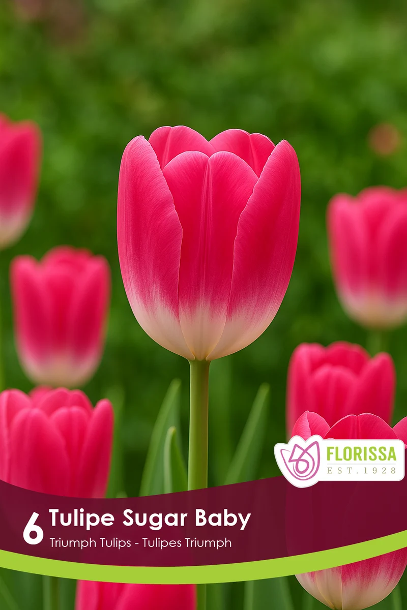 Tulipe Sugar Baby ( Tulipa )