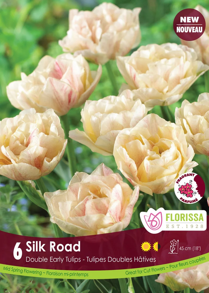 Tulipe Silk Road ( Tulipa )