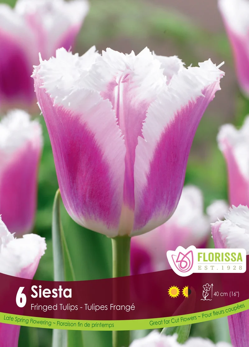 Tulipe Siesta ( Tulipa )