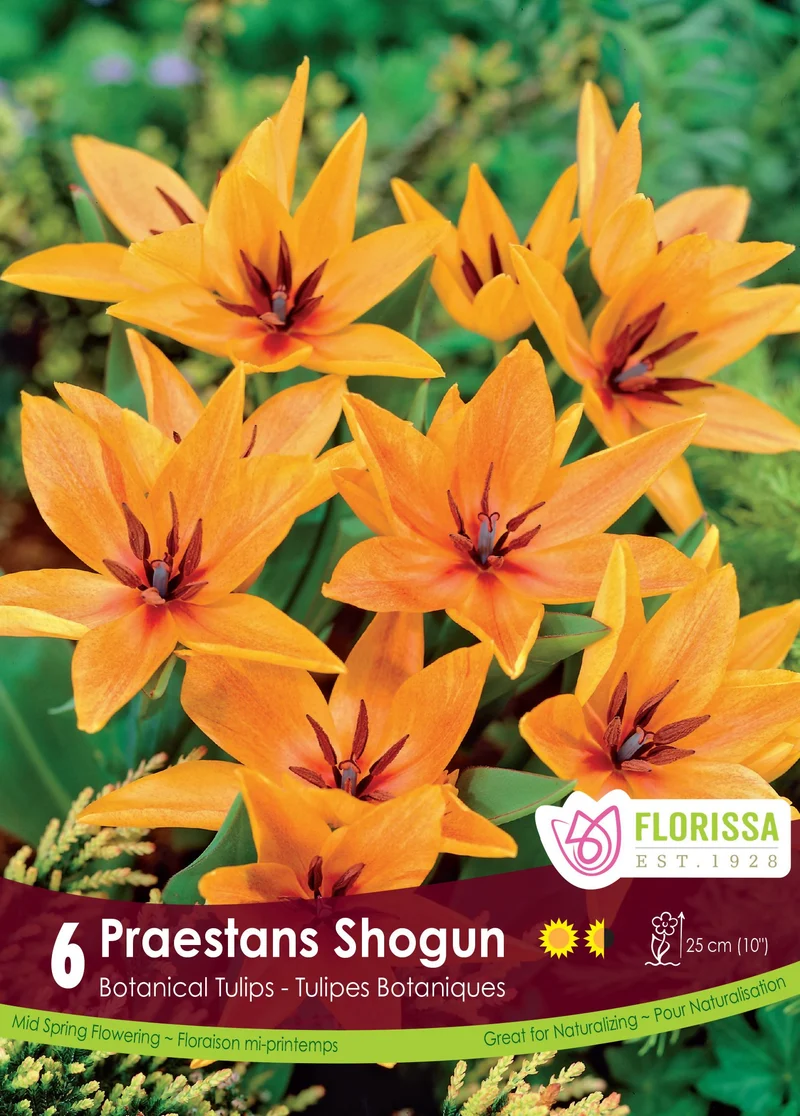 Tulipe Shogun ( Tulipa )