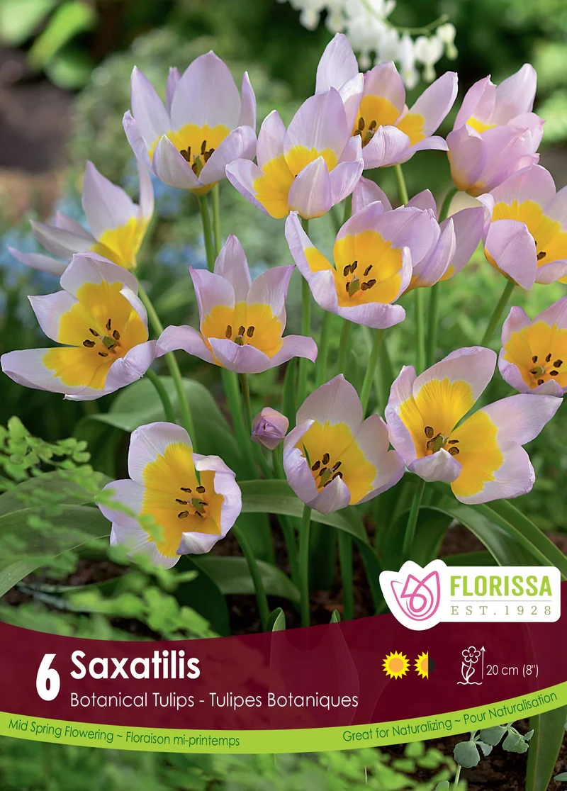 Tulipe Saxatilis ( Tulipa )