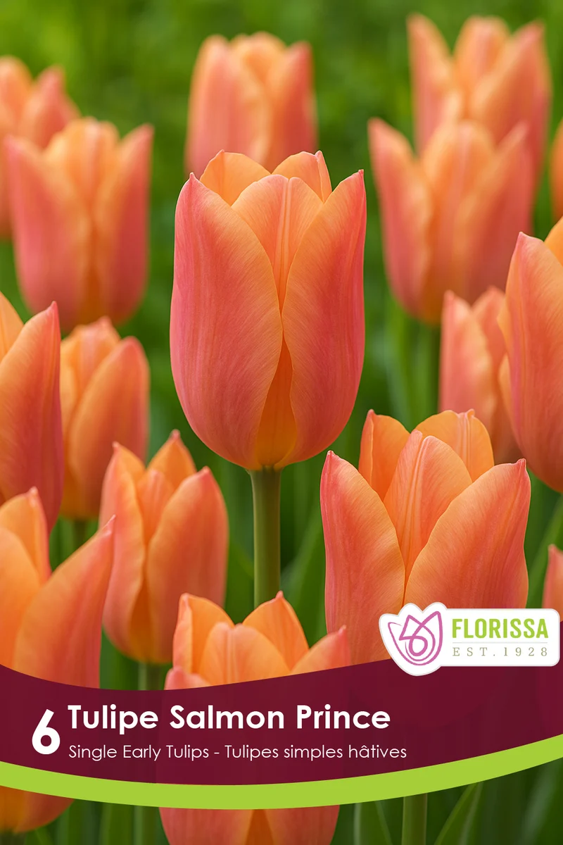 Tulipe Salmon Prince ( Tulipa )