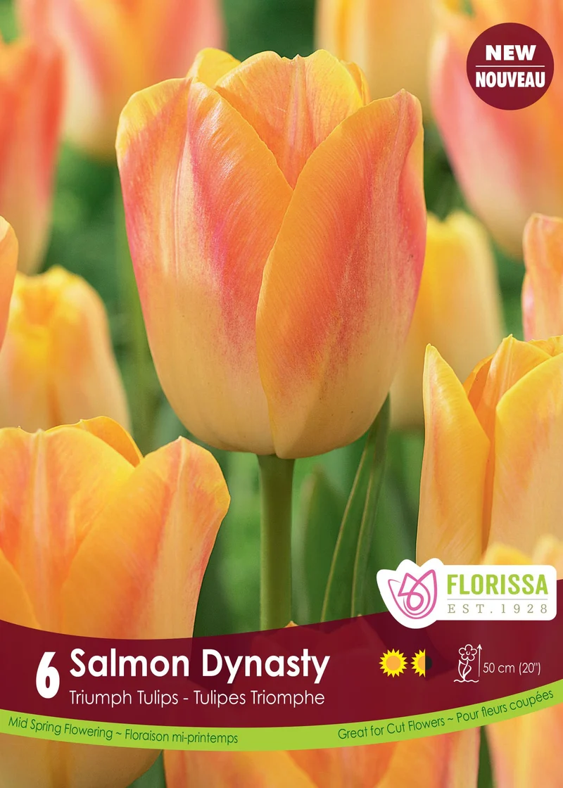 Tulipe Salmon Dynasty ( Tulipa )