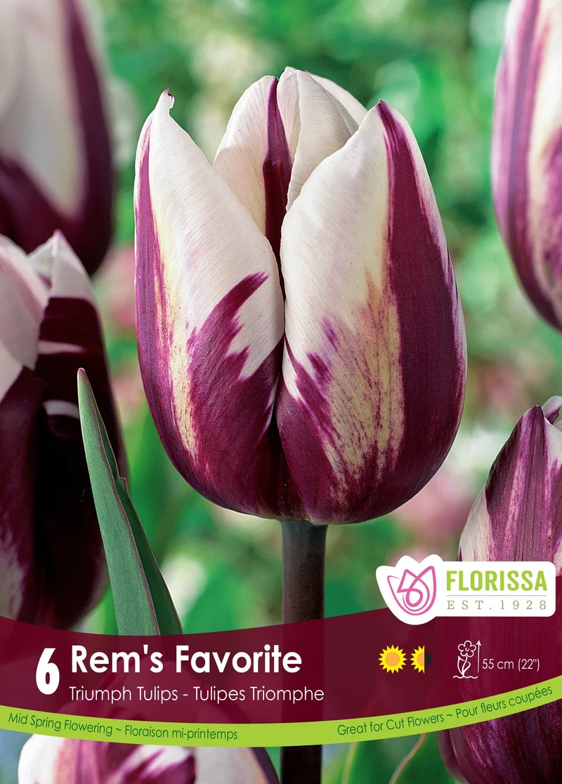 Tulipe Rem's Favorite ( Tulipa )