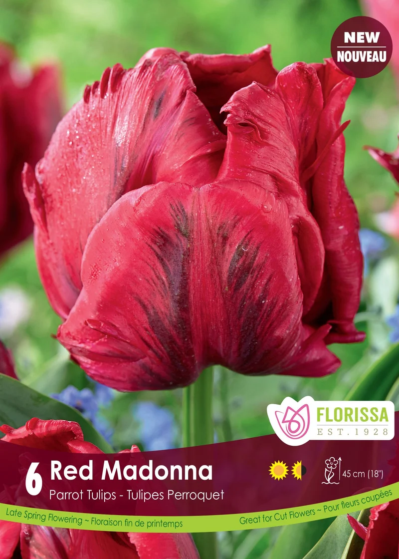 Tulipe Red Madonna ( Tulipa )