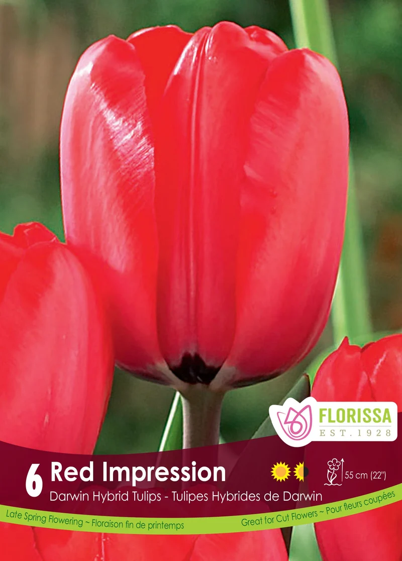 Tulipe Red Impression ( Tulipa )