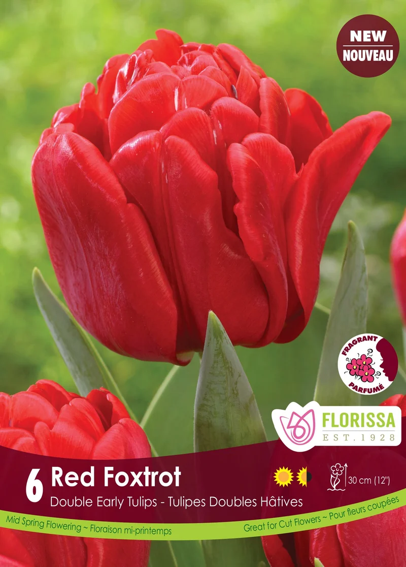 Tulipe Red Foxtrot ( Tulipa )