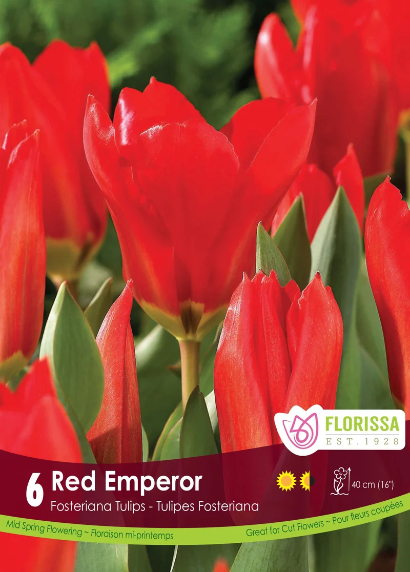 Tulipe Red Emperor ( Tulipa )