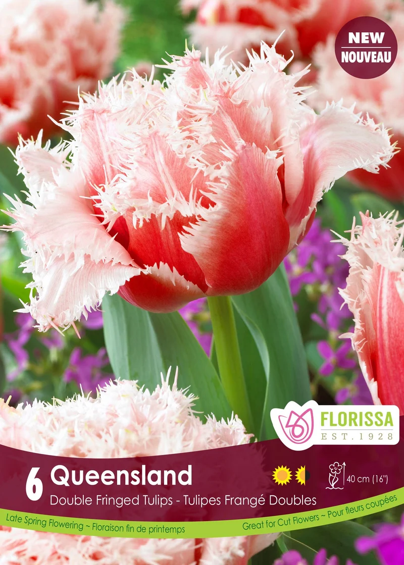 Tulipe Queensland ( Tulipa )