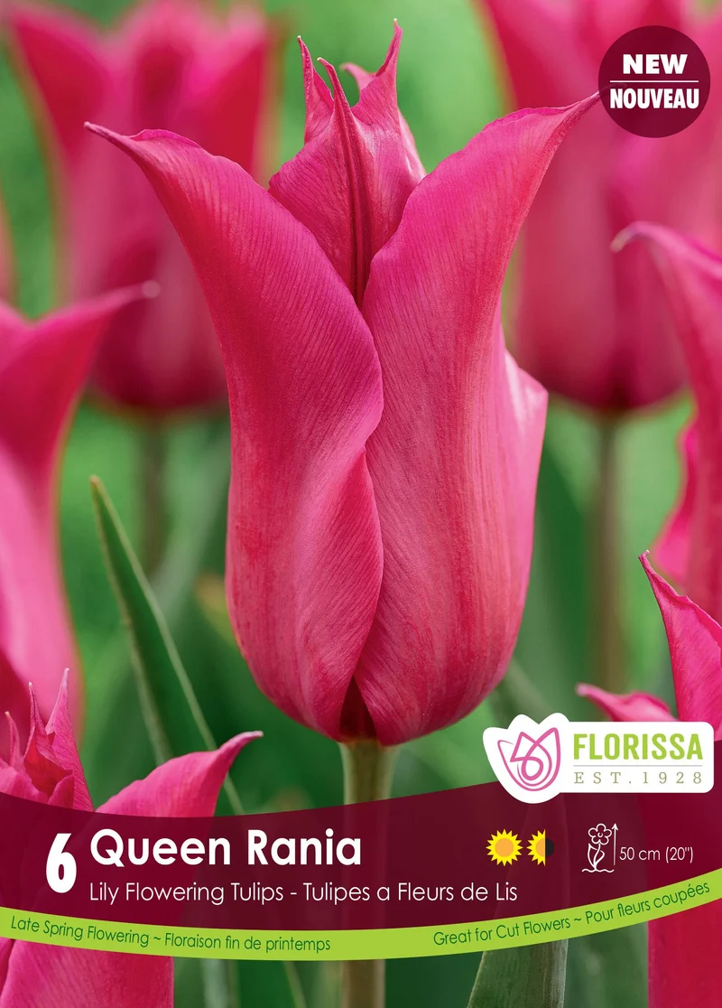 Tulipe Queen Rania ( Tulipa )