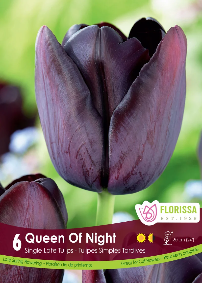 Tulipe Queen of Night ( Tulipa )