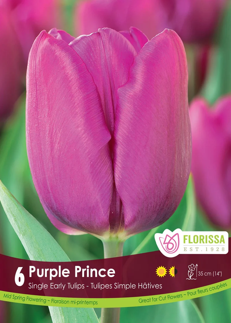 Tulipe Purple Prince ( Tulipa )