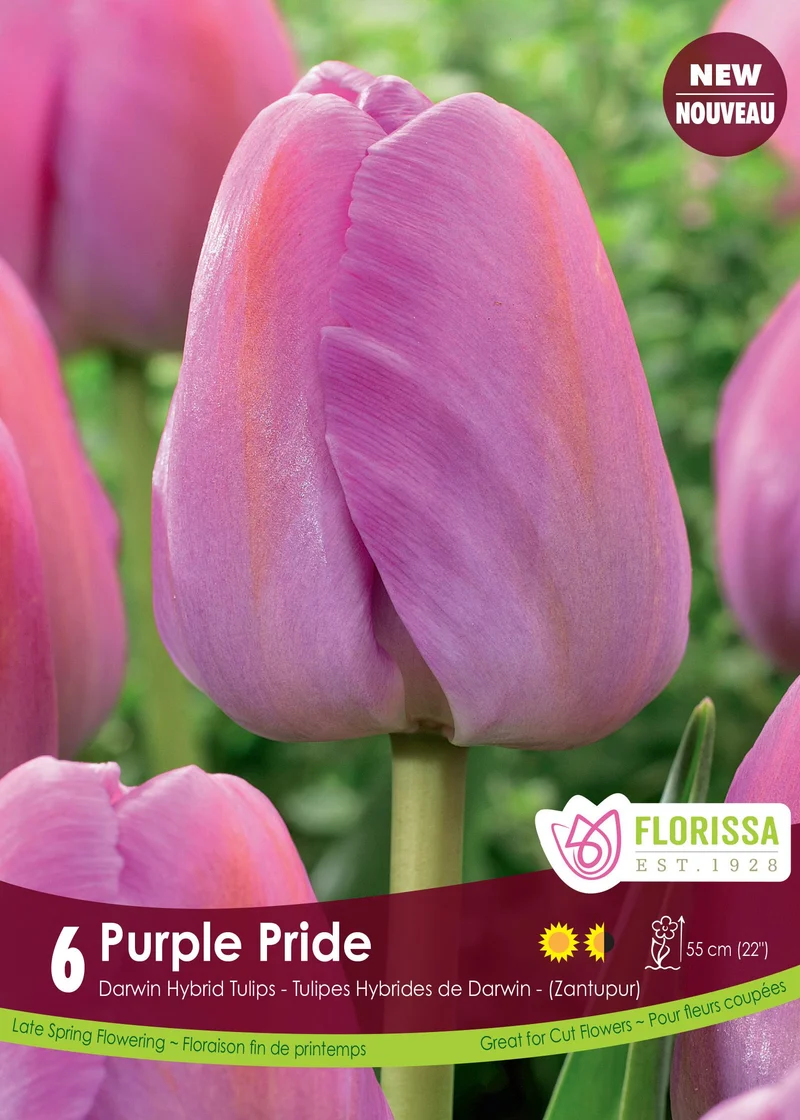 Tulipe Purple Pride ( Tulipa )