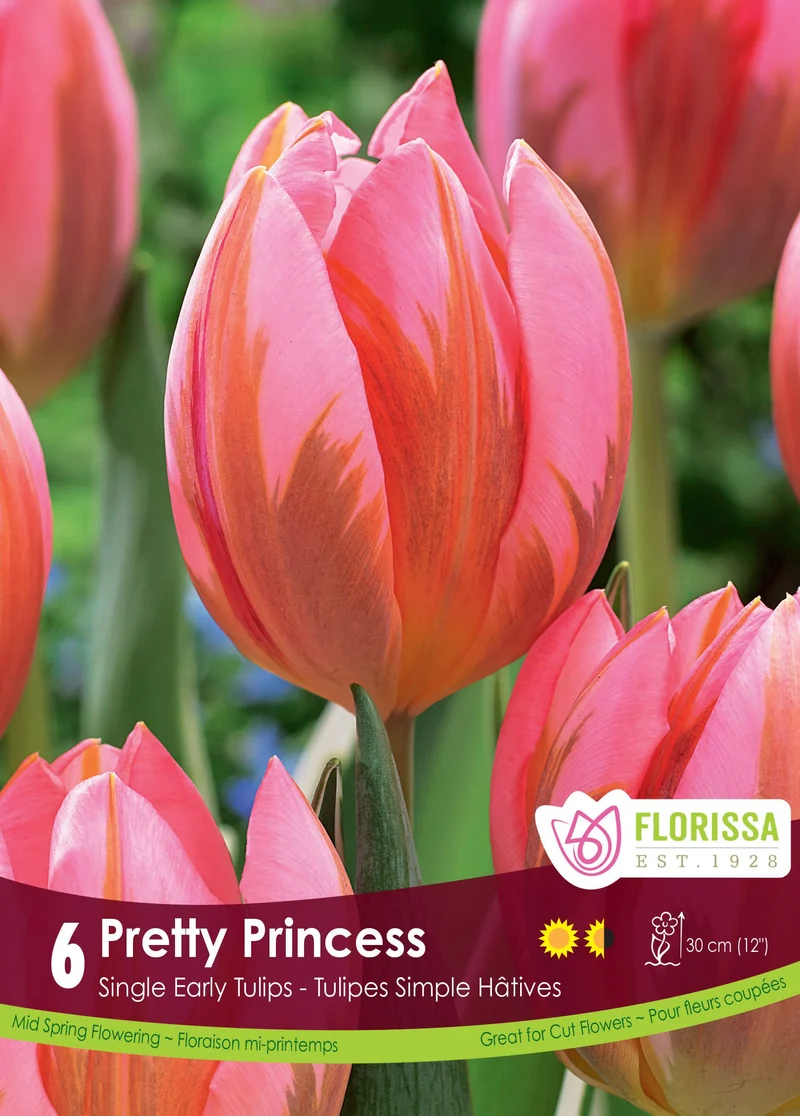 Tulipe Pretty Princess ( Tulipa )