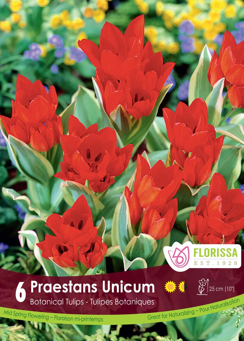 Tulipe Praestans Unicum ( Tulipa )