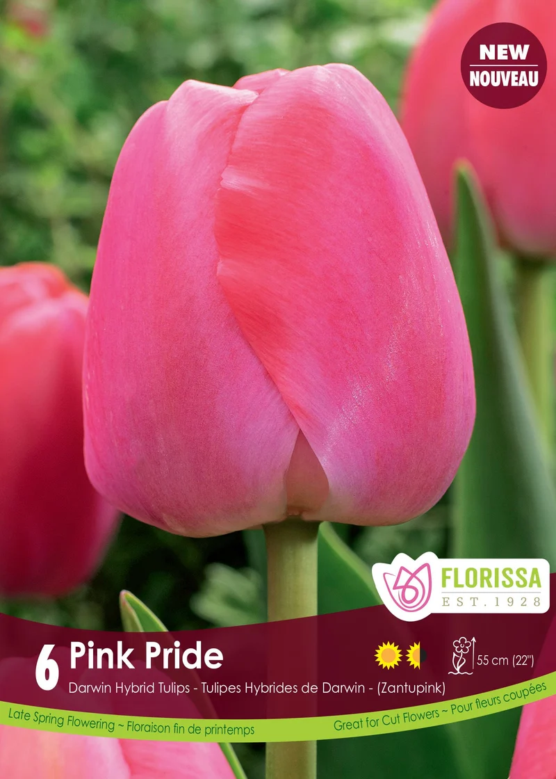 Tulipe Pink Pride ( Tulipa )