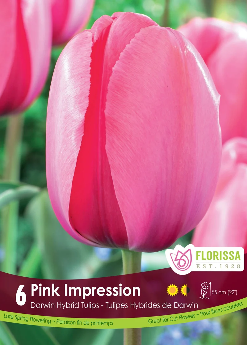 Tulipe Pink Impression ( Tulipa )
