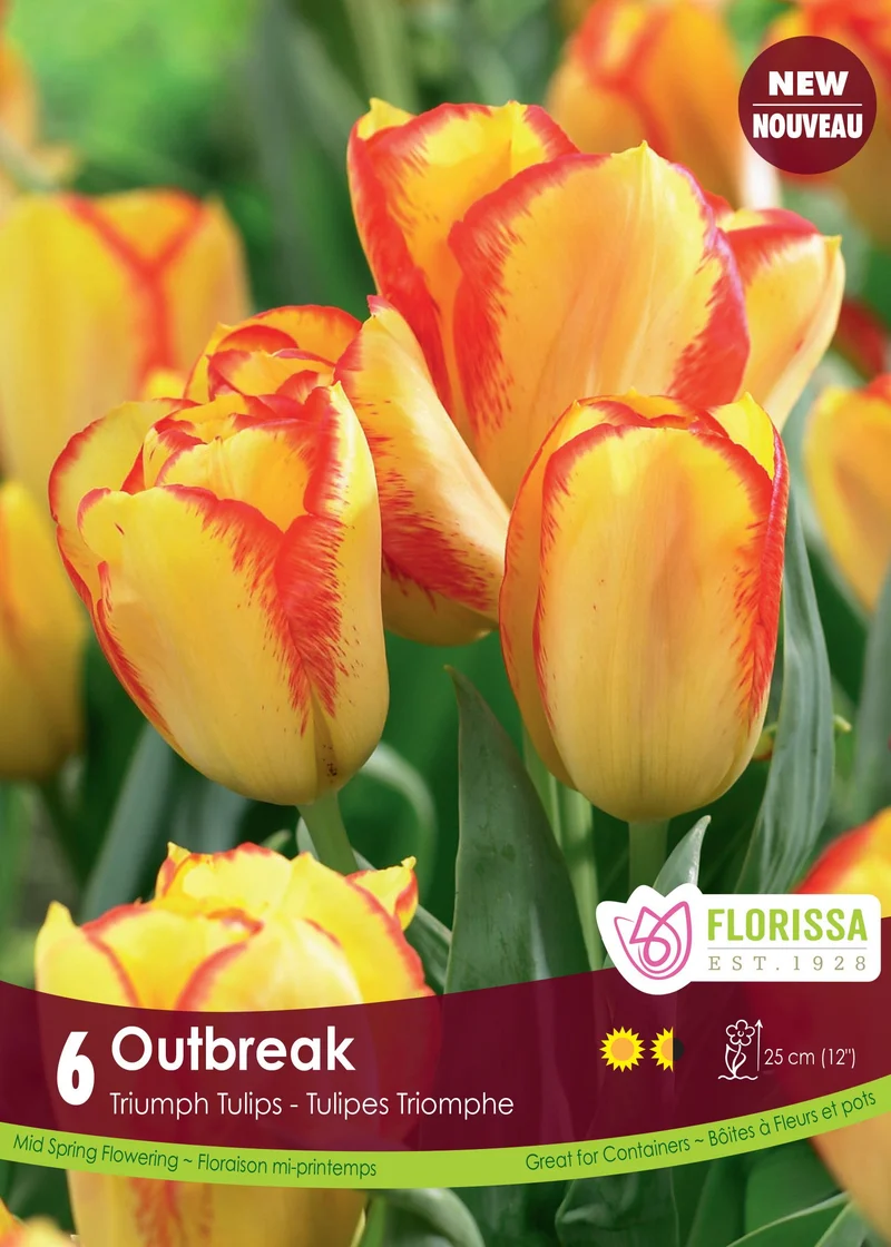 Tulipe Outbreak ( Tulipa )