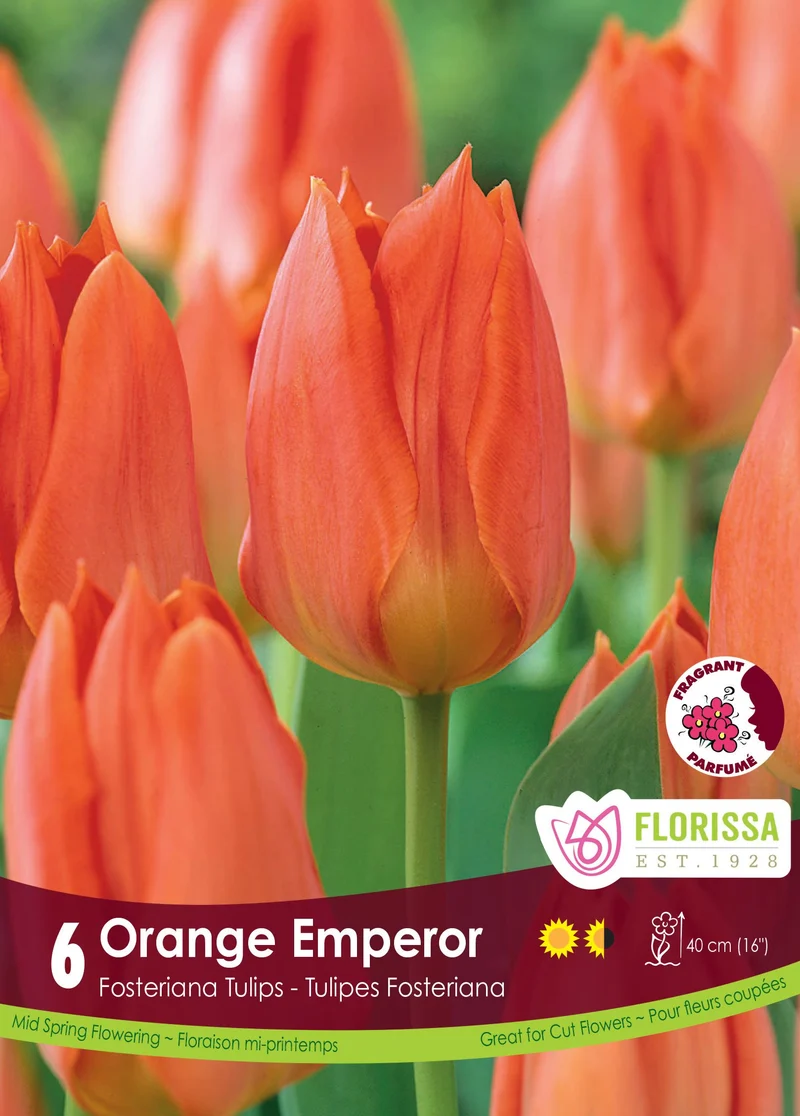 Tulipe Orange Emperor ( Tulipa )