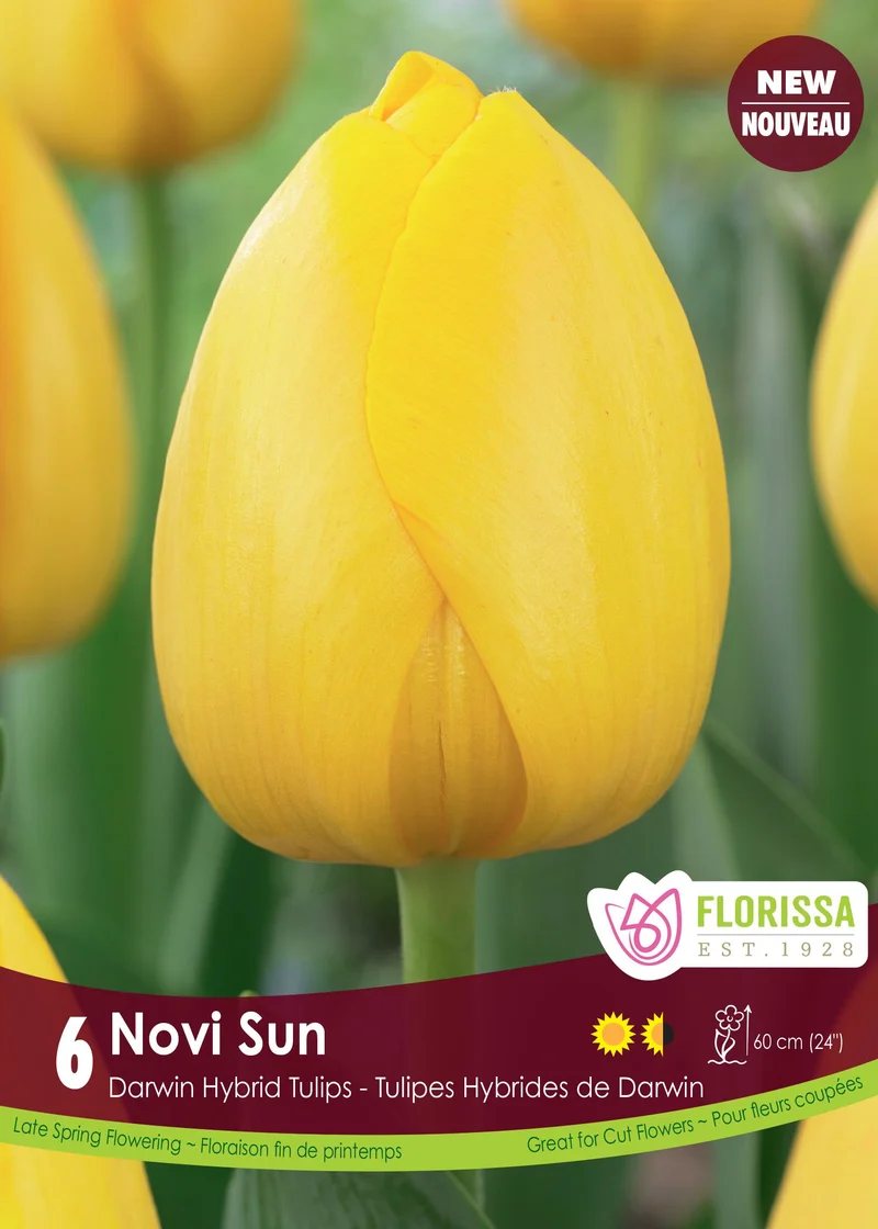 Tulipe Novi Sun ( Tulipa )