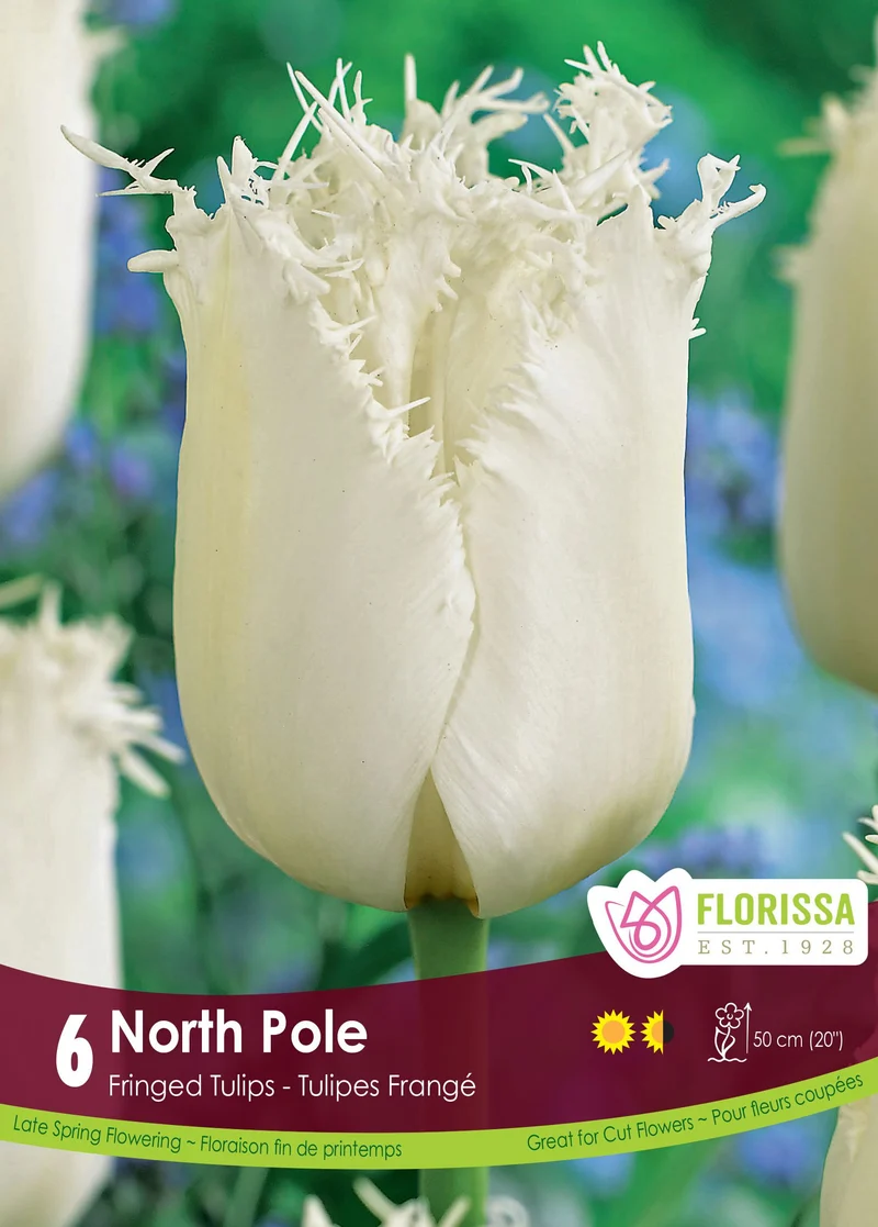 Tulipe North Pole ( Tulipa )