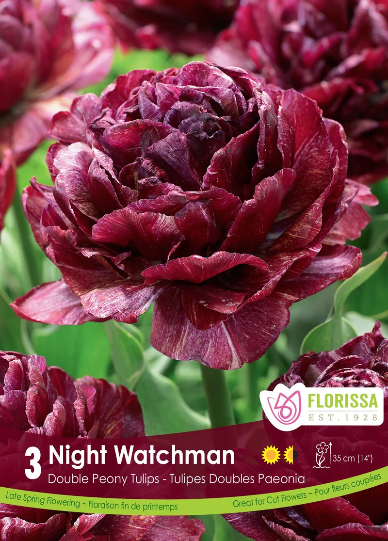Tulipe Nightwatchman ( Tulipa )