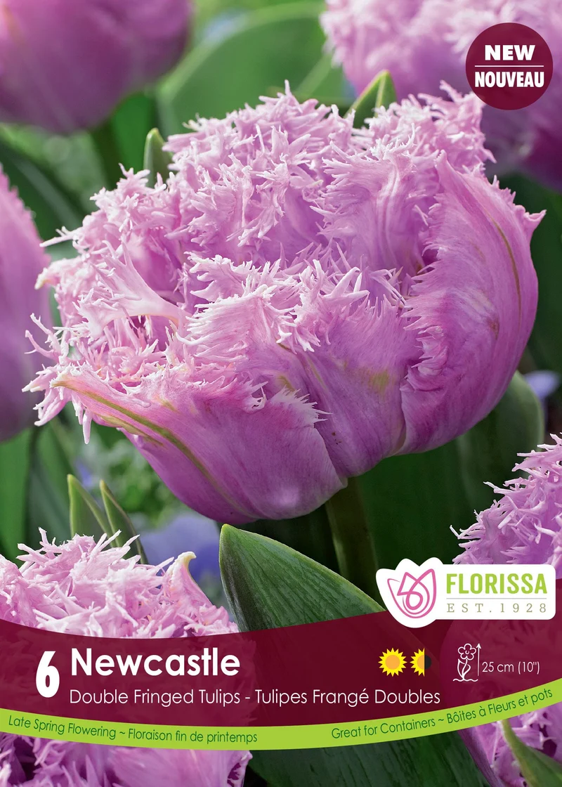 Tulipe Newcastle ( Tulipa )