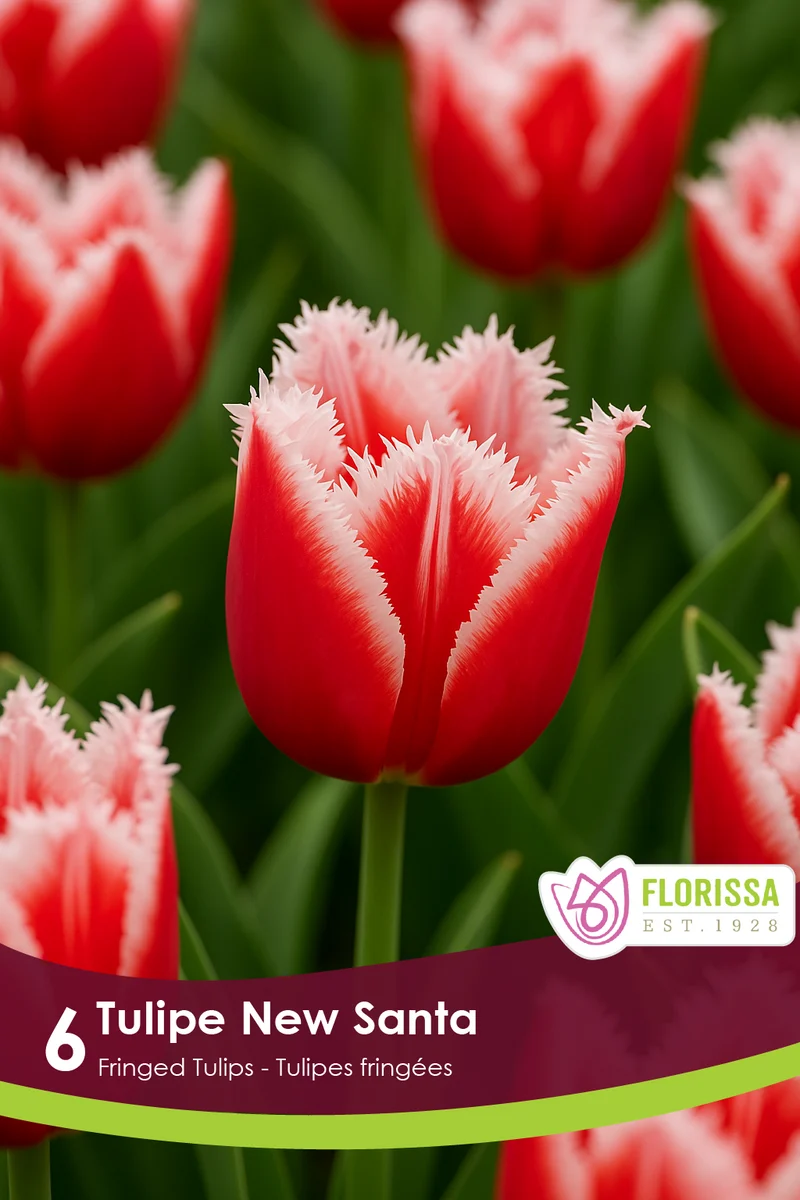 Tulipe New Santa ( Tulipa )