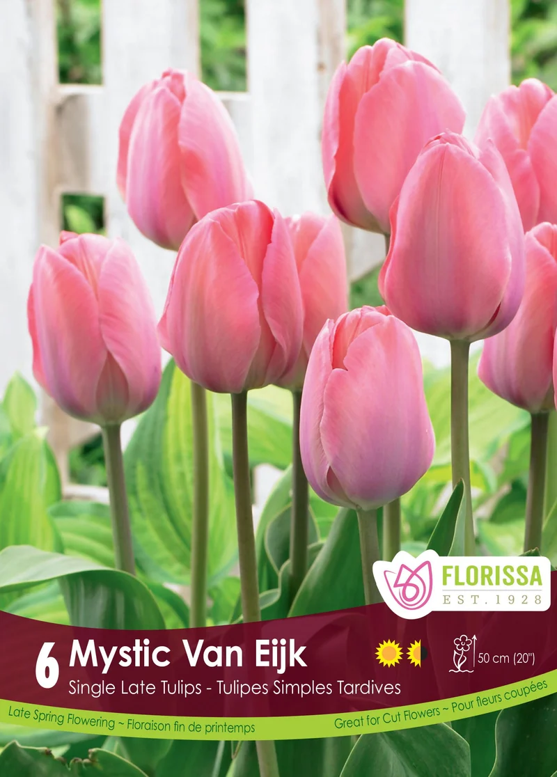 Tulipe Mystic Van Eijk ( Tulipa )