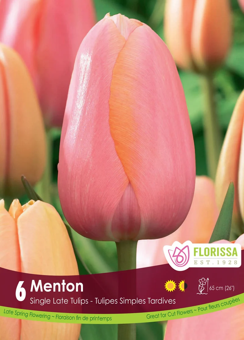 Tulipe Menton ( Tulipa )