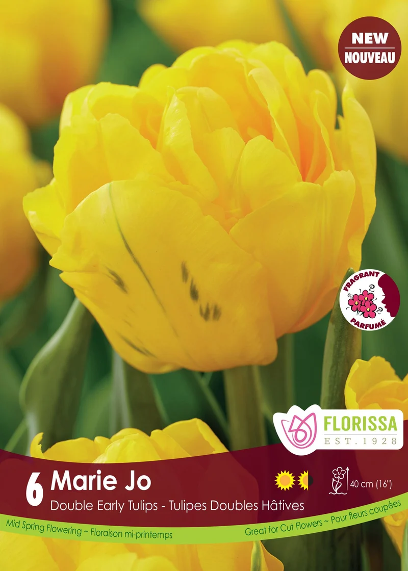 Tulipe Marie Jo ( Tulipa )