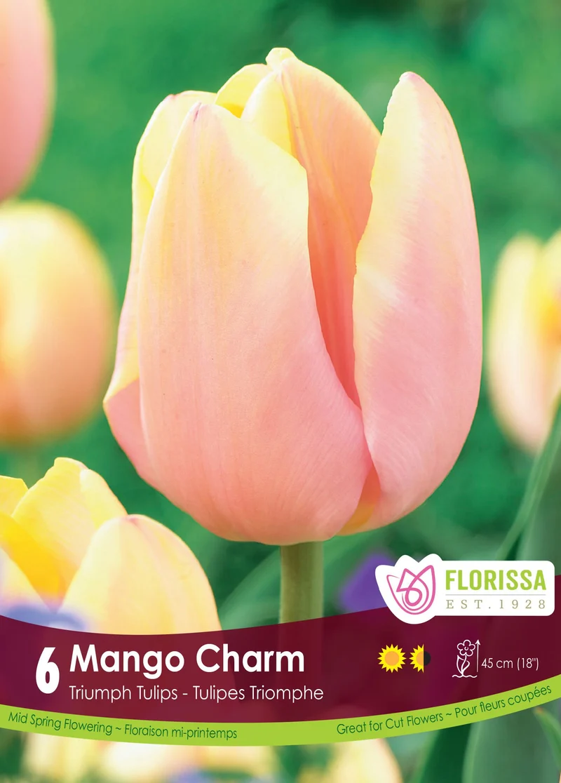 Tulipe Mango Charm ( Tulipa )