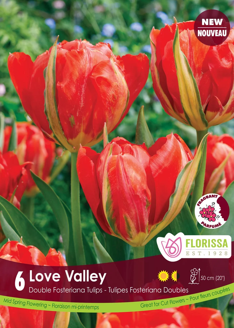 Tulipe Love Valley ( Tulipa )