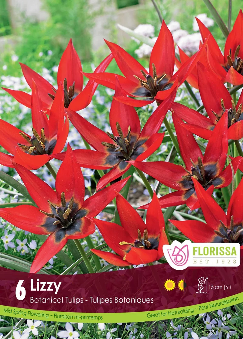 Tulipe Lizzy ( Tulipa )