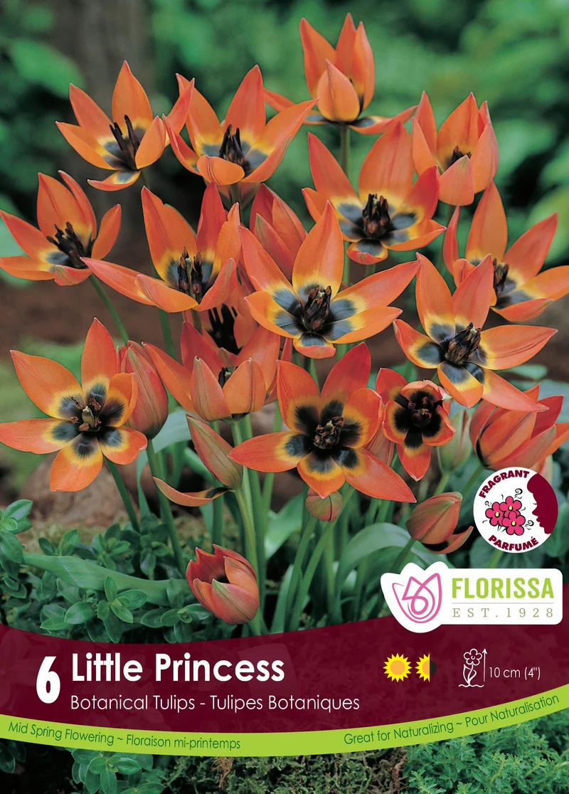 Tulipe Little Princess ( Tulipa )