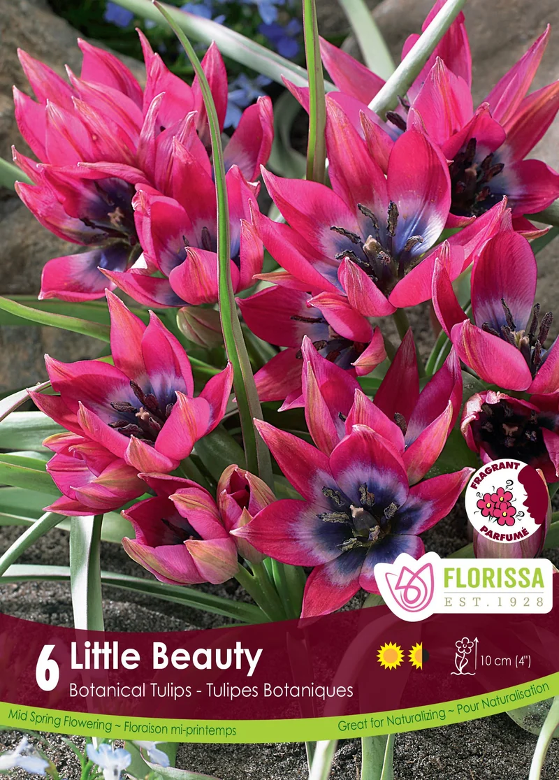 Tulipe Little Beauty ( Tulipa )