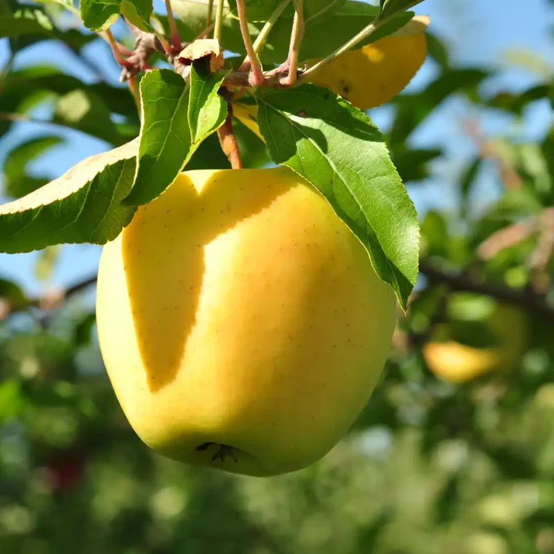 Antonovka Apple Tree Seeds