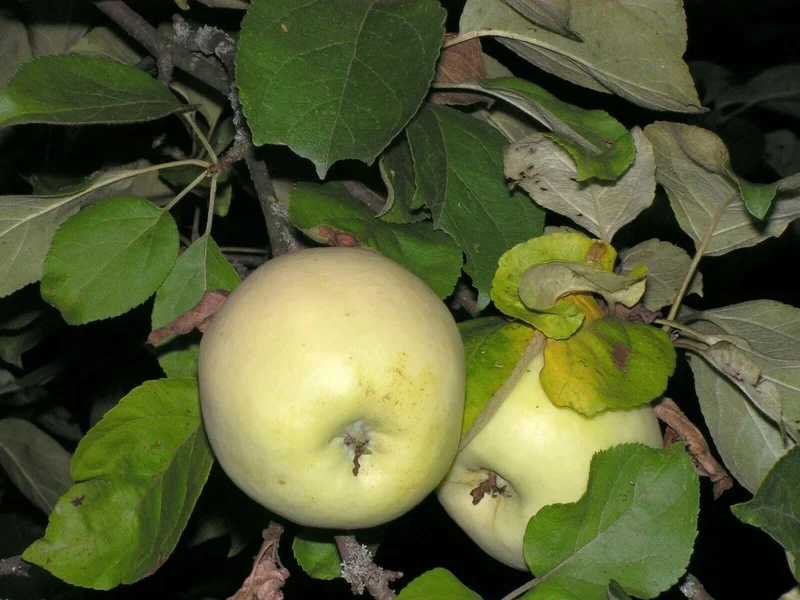 Antonovka Apple Tree Seeds