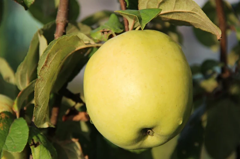Antonovka Apple Tree Seeds
