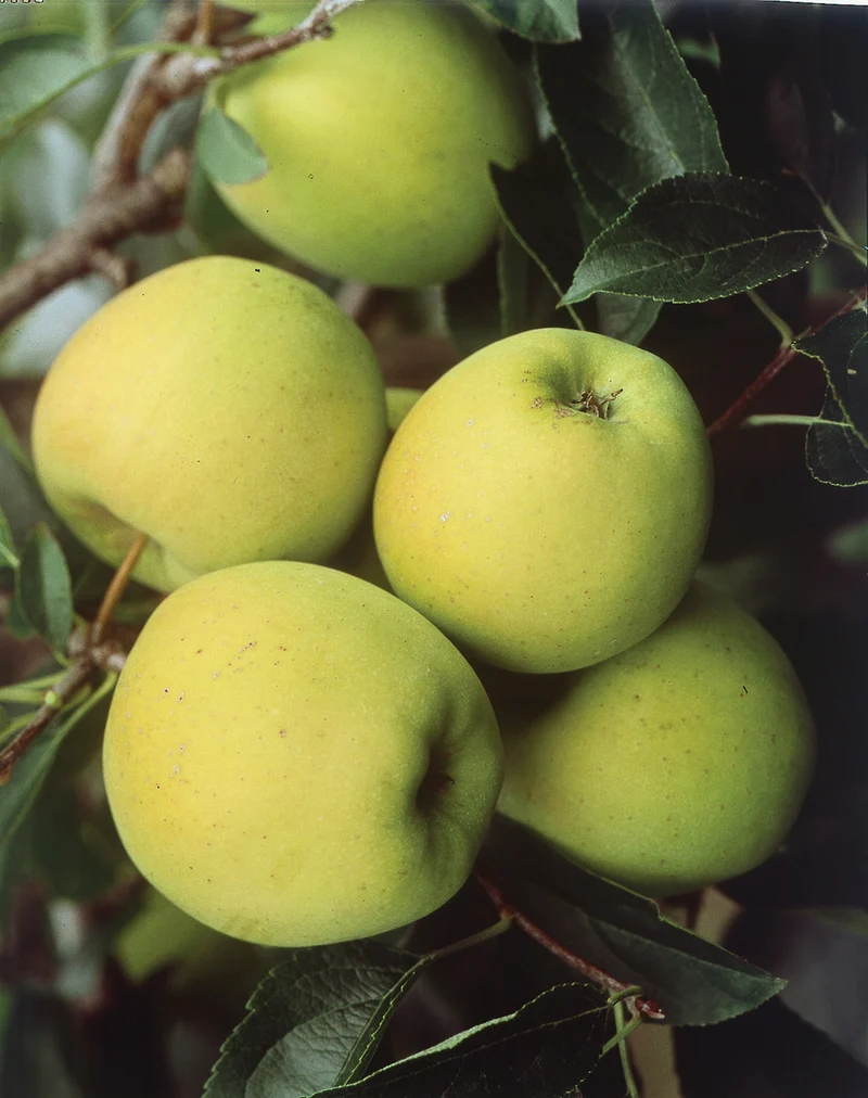 Antonovka Apple Tree Seeds