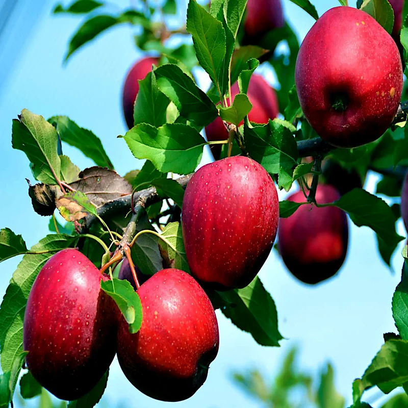 Paradise Apple Seeds