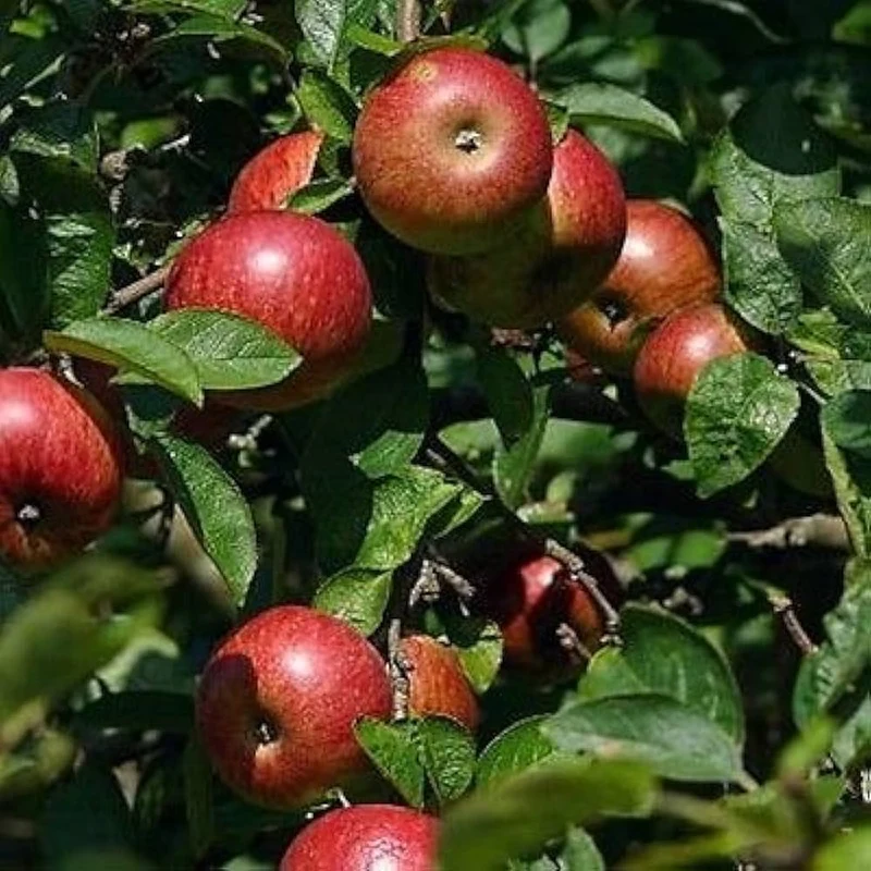 Paradise Apple Seeds