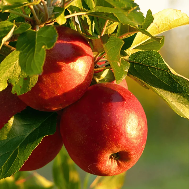 Paradise Apple Seeds