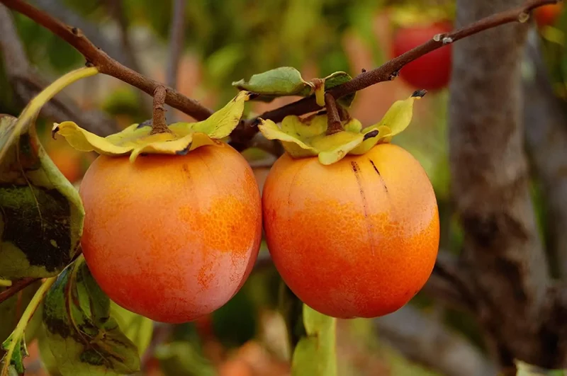 Japanese Persimmon Fruit Seeds
