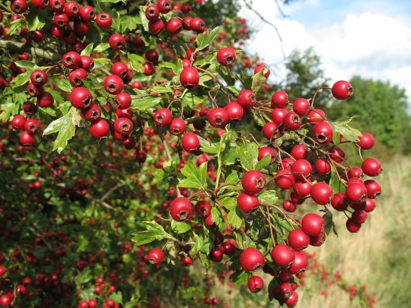 English Hawthorn Fruit Seeds