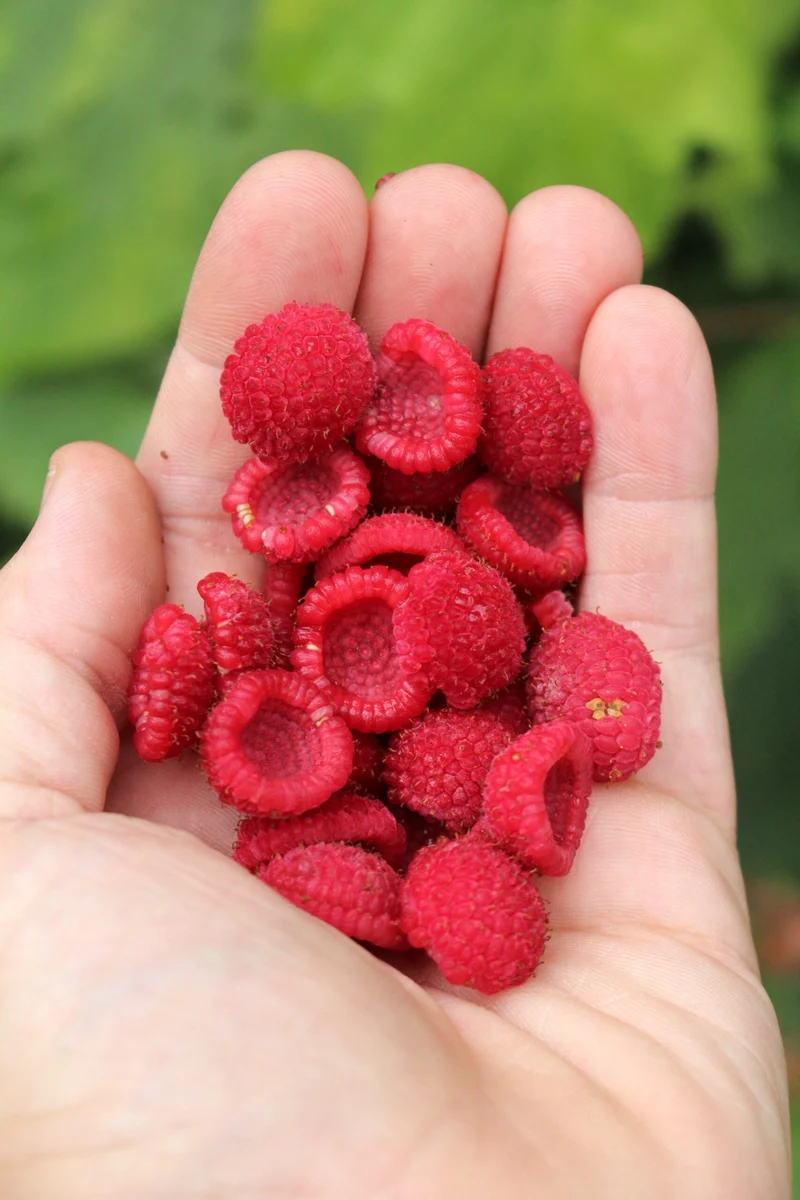 Thimbleberry Fruit Seeds