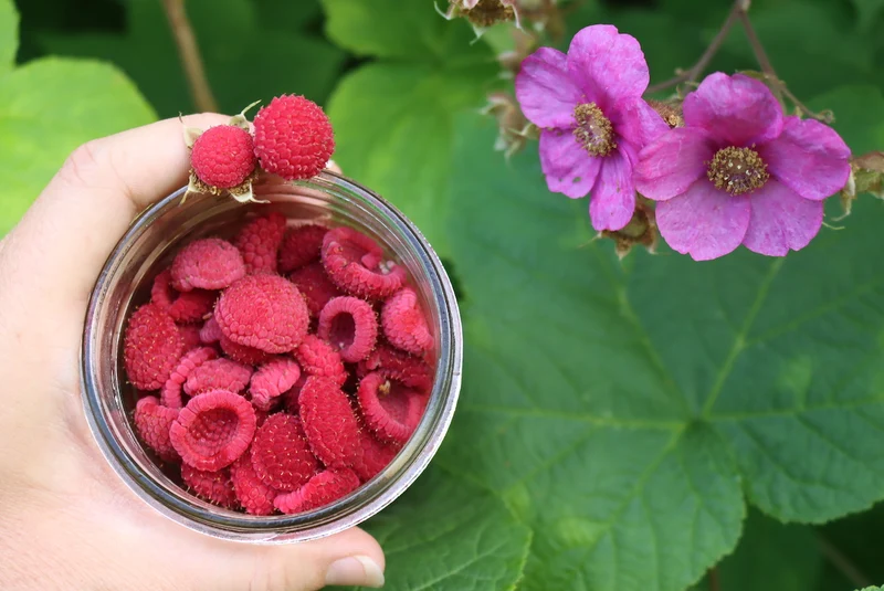 Thimbleberry Fruit Seeds